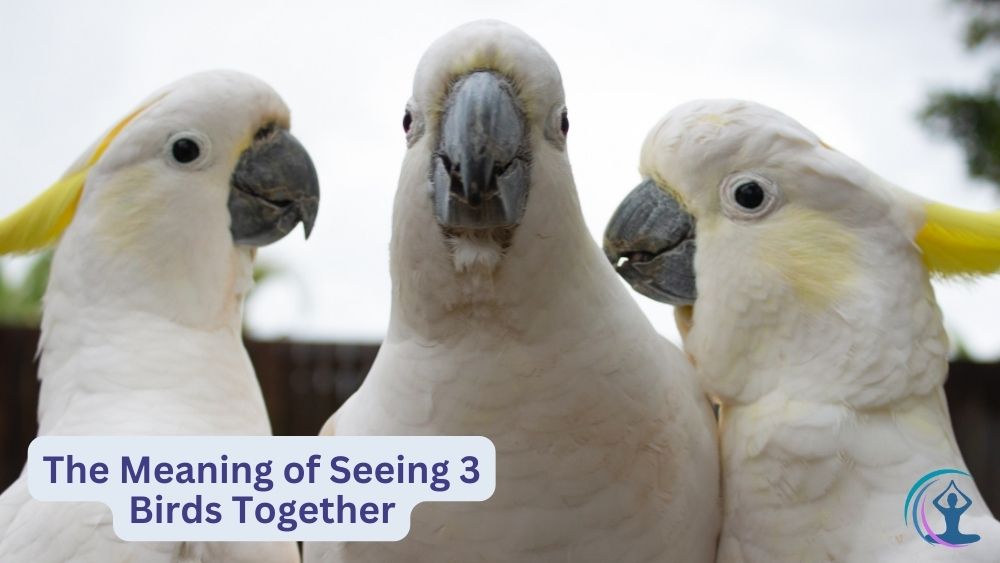 3 Birds Flying Together Meaning Symbolism and Interpretation The