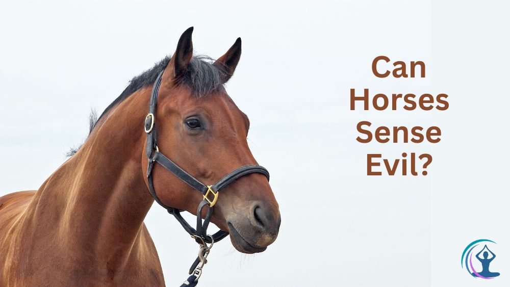 Can Horses Sense Evil? Exploring Their Intuition and Perception The