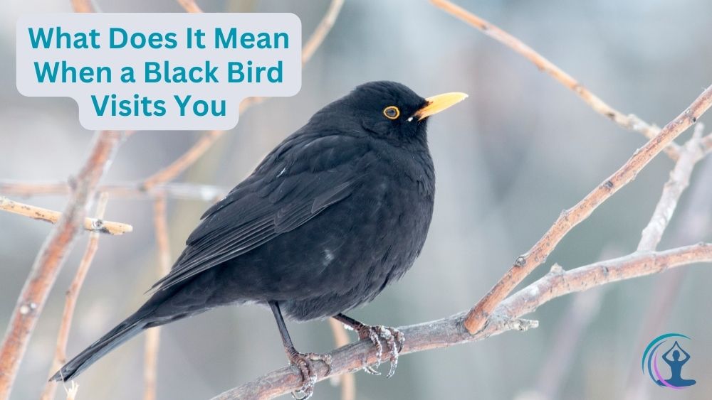 What Does It Mean When a Black Bird Visits You The Flow Living
